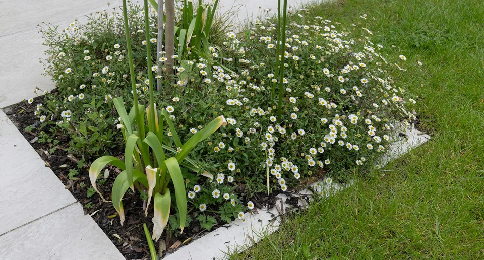 Detail einer Pflanzinsel mit kleinen weißen Blüten am Übergang zwischen Terrassenplatten und Rasen.